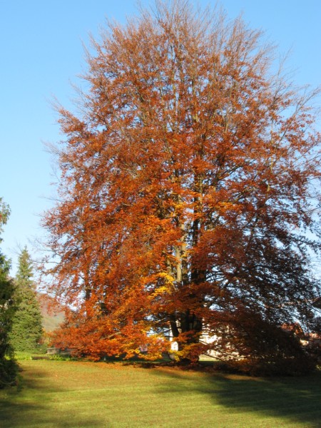 Parco-di-Levico-autunno-2007-2