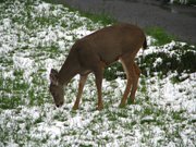 06-ottobre-Monte-Rainier-179