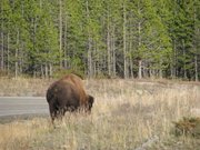 13-ottobre-Jackson-Hole-Tetons-Yellowstone-206