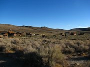 12-ottobre-carson-city--bodie-mono-lake-341