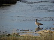 13-ottobre-Jackson-Hole-Tetons-Yellowstone-197