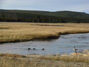 13-ottobre-Jackson-Hole-Tetons-Yellowstone-196