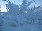 010109-neve3.jpg