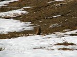 020411marmotta.jpg