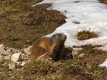 020411marmotta2-(1).jpg