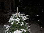 seefeld-e-neve-levico-27-gennaio-064-(800-x-600).jpg