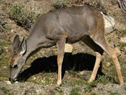 13-ottobre-mono-lake-yosemite-076