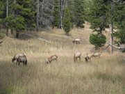 13-ottobre-Jackson-Hole-Tetons-Yellowstone-132